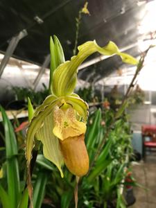 Phragmipedium Mont Fallu