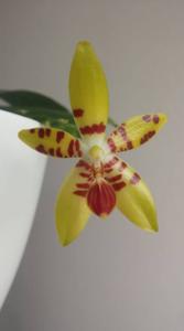 Phalaenopsis Amblearis