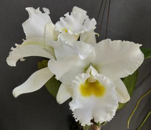 Rhyncholaeliocattleya White Diamond