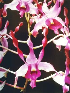 Dendrobium Pink Power