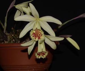 Pleione confusa