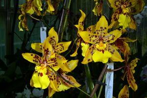 Oncidium Tiger Crow