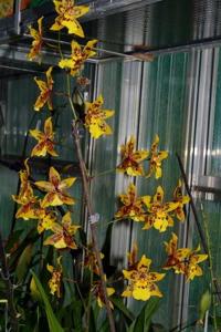 Oncidium Tiger Crow