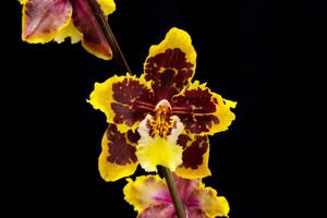 Oncidium Durham Vision