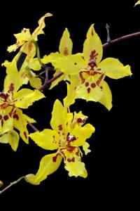 Oncidium Sussex Gold