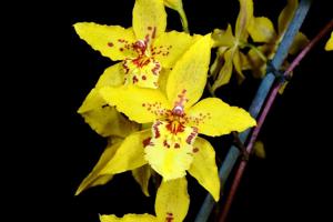 Oncidium Sussex Gold