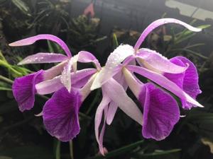 Brassocattleya Morning Glory