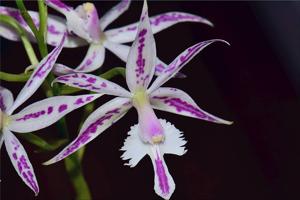 Bardendrum spectabilis-criniferum