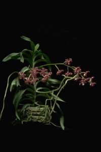 Vanda Motes Raspberry Cream