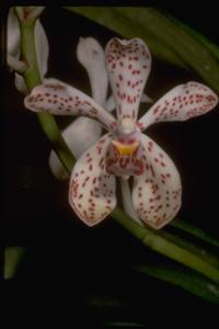 Vanda Agatha Motes