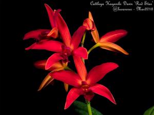 Cattleya Kagaribi Dawn