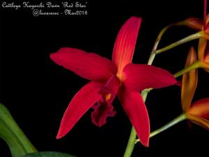 Cattleya Kagaribi Dawn