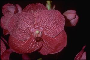 Vanda Motes Resplendent