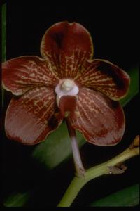 Vanda Motes Bloodstone