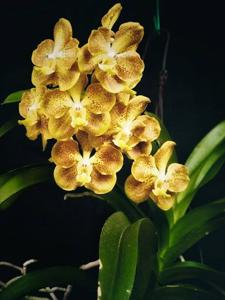 Vanda Memoria Katherine Hatos