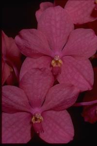 Vanda Motes Hot Petunia