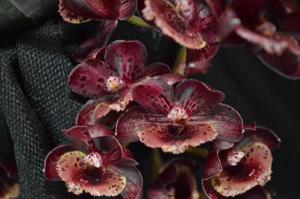 Mormodia Barnabas Collins