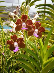 Papilionanda Cindy Banks