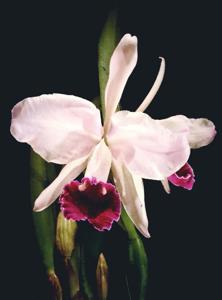 Cattleya Duvaliana