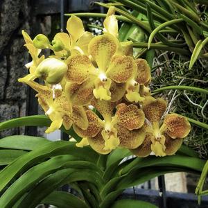 Vanda Memoria Katherine Hatos