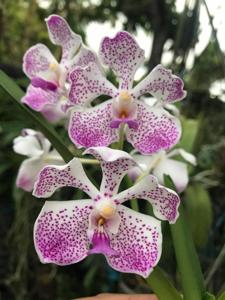 Vanda Manisaki