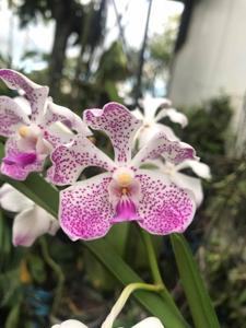 Vanda Manisaki