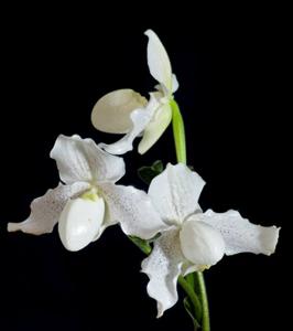 <i>Paphiopedilum</i> Nimit