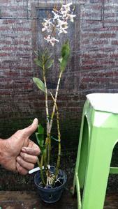 Dendrobium Lum Goo