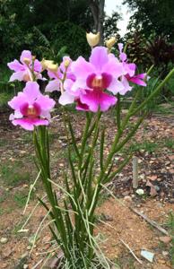 Papilionanda Chinlili