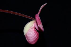 Phragmipedium Barbara LeAnn