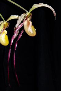 Phragmipedium Rumwall