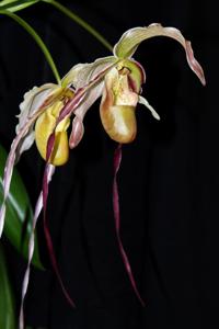 Phragmipedium Rumwall