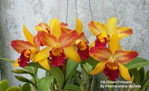 Rhyncattleanthe Crown Princess