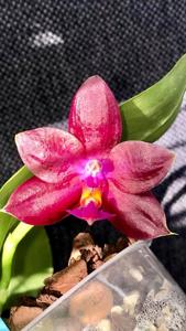 Phalaenopsis Lea Marie Salazar