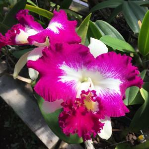 Cattleya White Spark