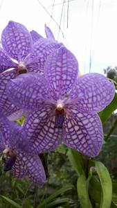 Vanda Rothschildiana