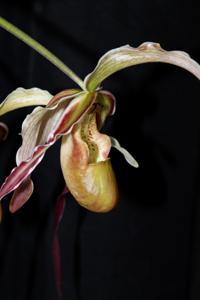 Phragmipedium Rumwall