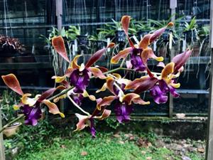 Dendrobium Seletar Chocolat