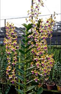 Dendrobium Goodwood Park Hotel Singapore