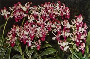 Dendrobium Ho King