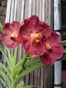 Vanda Red Maroon