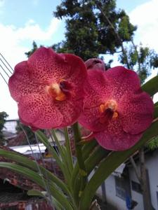 Vanda Red Maroon