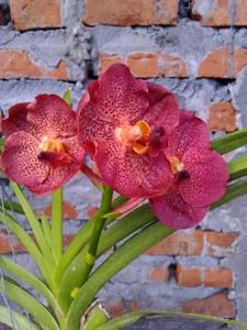 Vanda Red Maroon