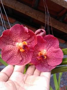 Vanda Red Maroon