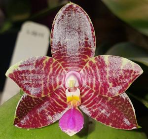 Phalaenopsis Zheng Min Tyrannosaurus