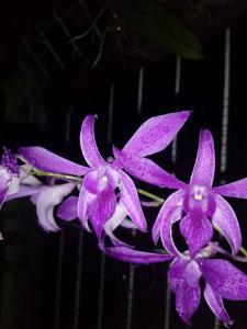 Dendrobium Seeto