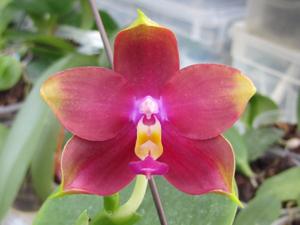 Phalaenopsis Mituo King Bellina