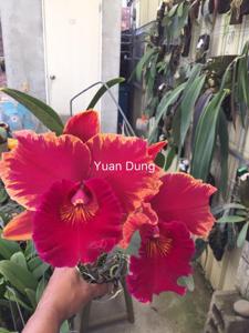 Rhyncholaeliocattleya Hey Song