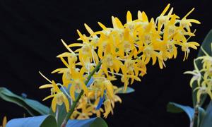 Dendrobium Australian Goldrush