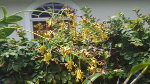 Dendrobium Jamaica Jheri Curl